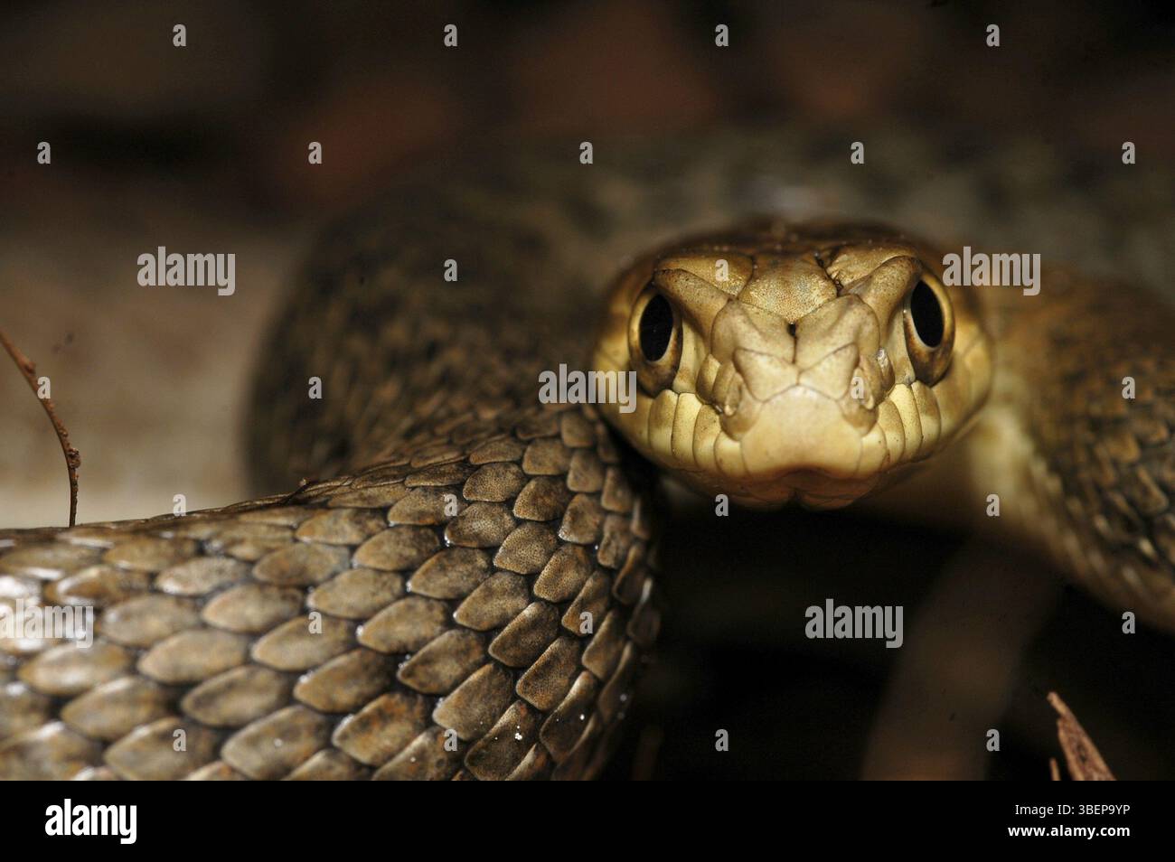 Serpent de Montpellier oriental (Malpolon monspessulanus insignitus) Banque D'Images