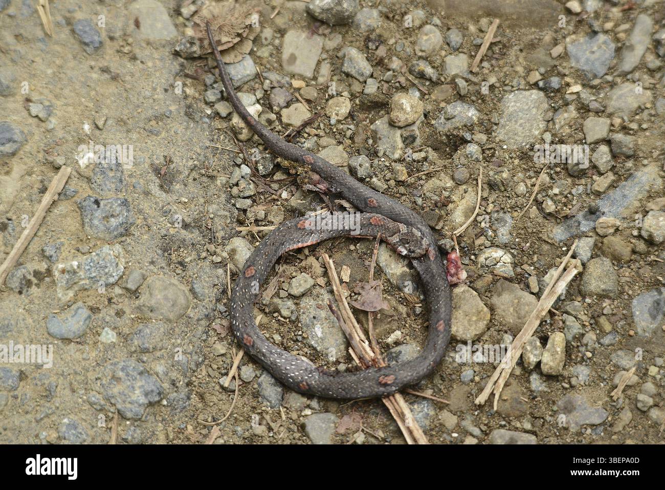 Espèces de serpents sur Palawan (Serpentes) Banque D'Images