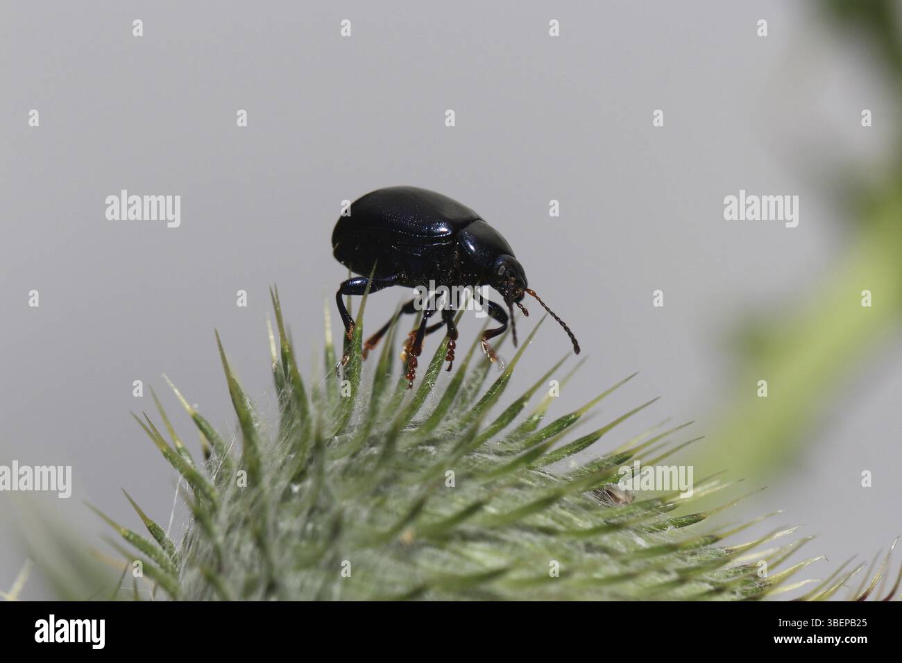 Coléoptère des feuilles sur chardon (Chrysolina sturmi) Banque D'Images