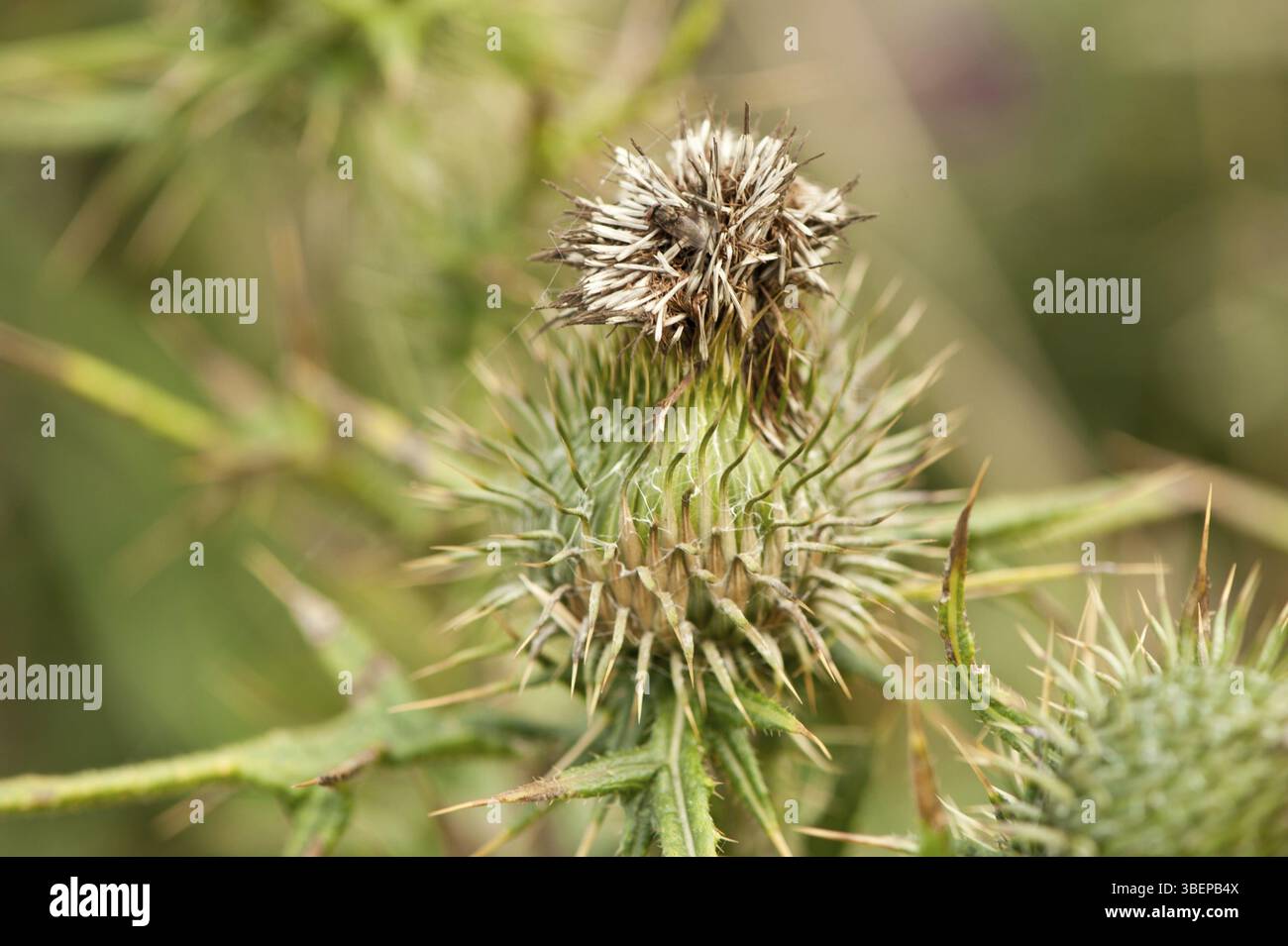 Chardon laineux (Cirsium eriophorum) Banque D'Images