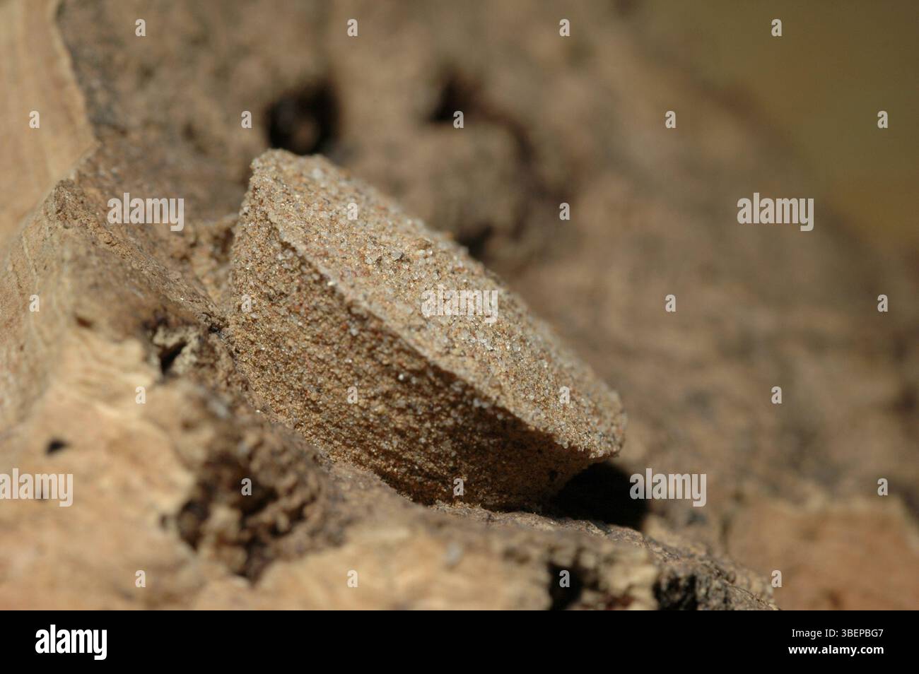 Cocon d'une araignée crabe à six yeux (Sicarius sp. Argentine) Banque D'Images