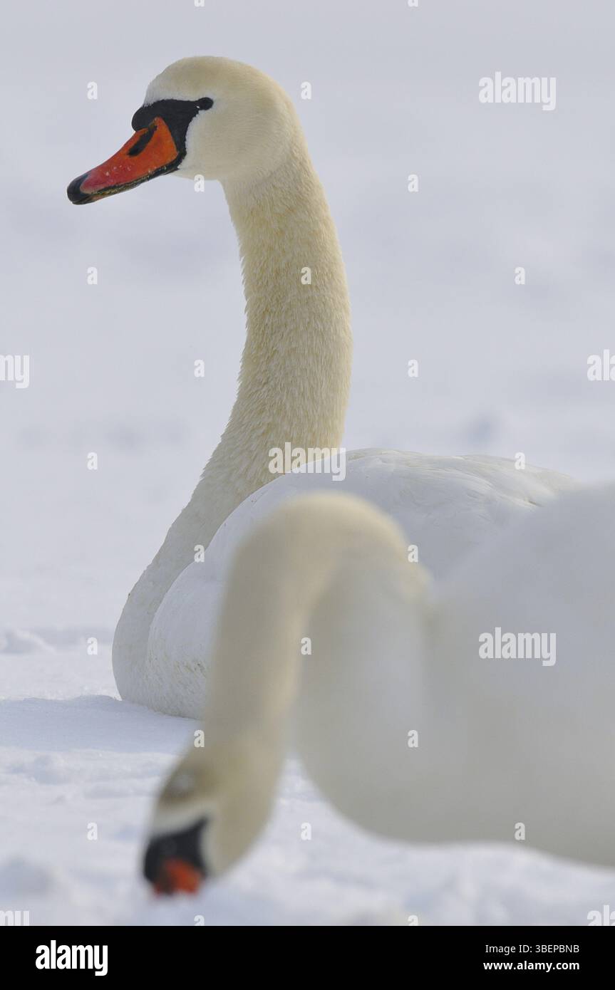 Cygne muet (cygnos olor) Banque D'Images