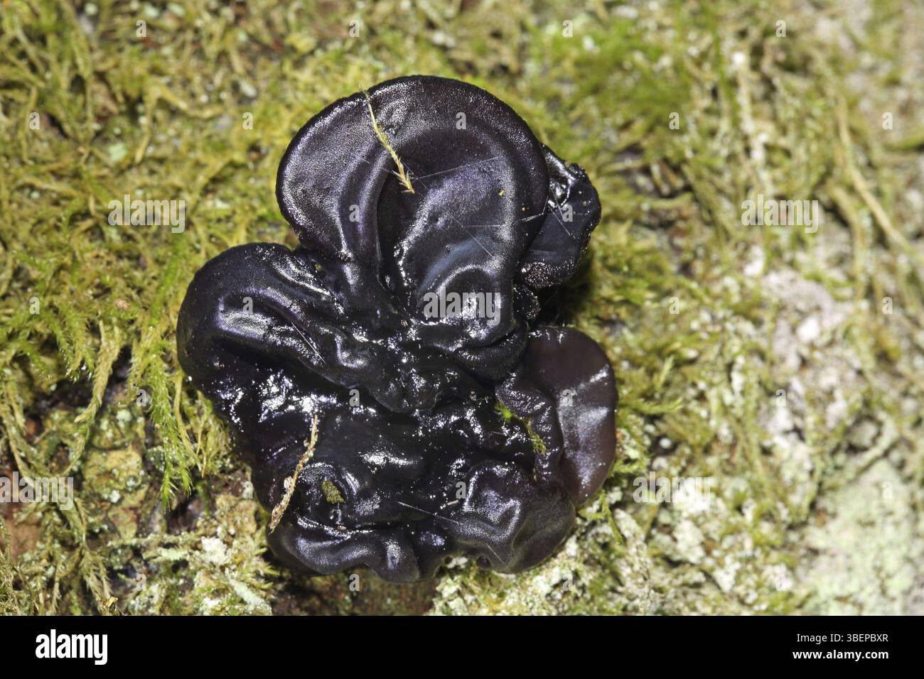 Glandelier verruqueux (Exidia nigricans) Banque D'Images