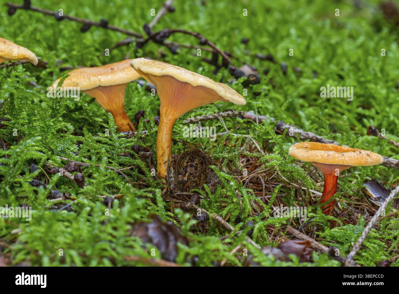 Fausse Chanterelle (Hygrophoropsis aurantiaca) Banque D'Images
