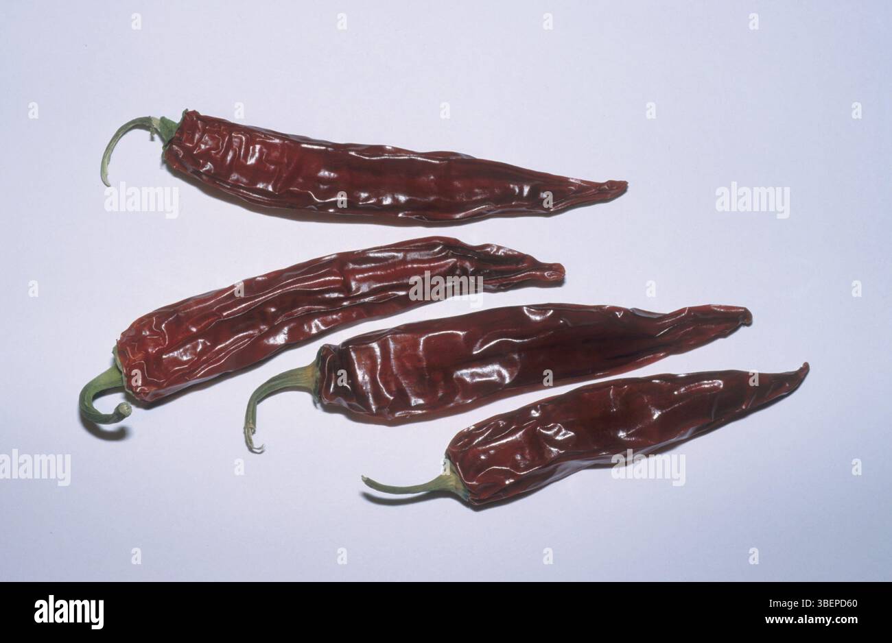 Piments (plante mère : Capsicum frutescens) Banque D'Images