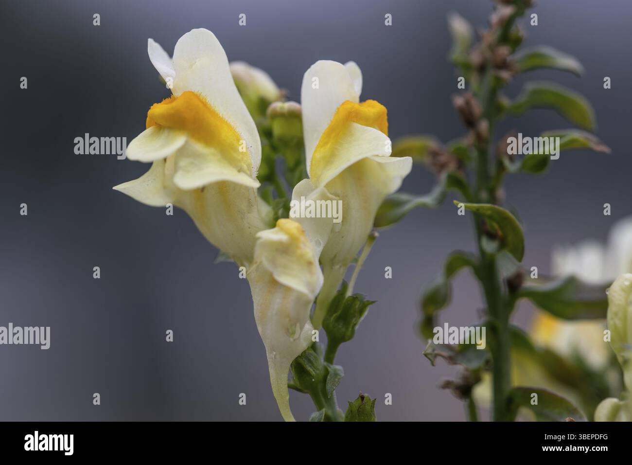 La linaire commune (Linaria vulgaris) Banque D'Images