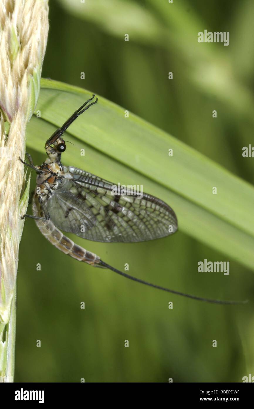 Papillons bruns (Ephemera vulgata) Banque D'Images