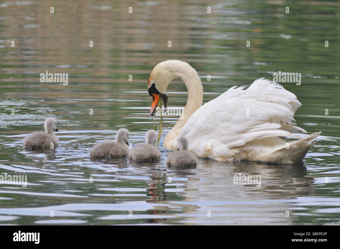 Cygne muet (cygnos olor) Banque D'Images