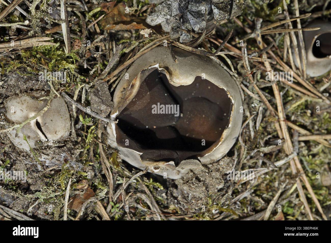 Champignon de la coupe couronnée (Sarcosphaera coronaria) Banque D'Images