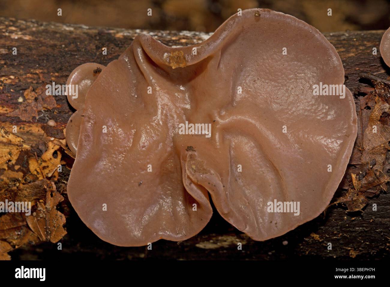 Oreille de Judas (Auricularia auricula-judae) Banque D'Images