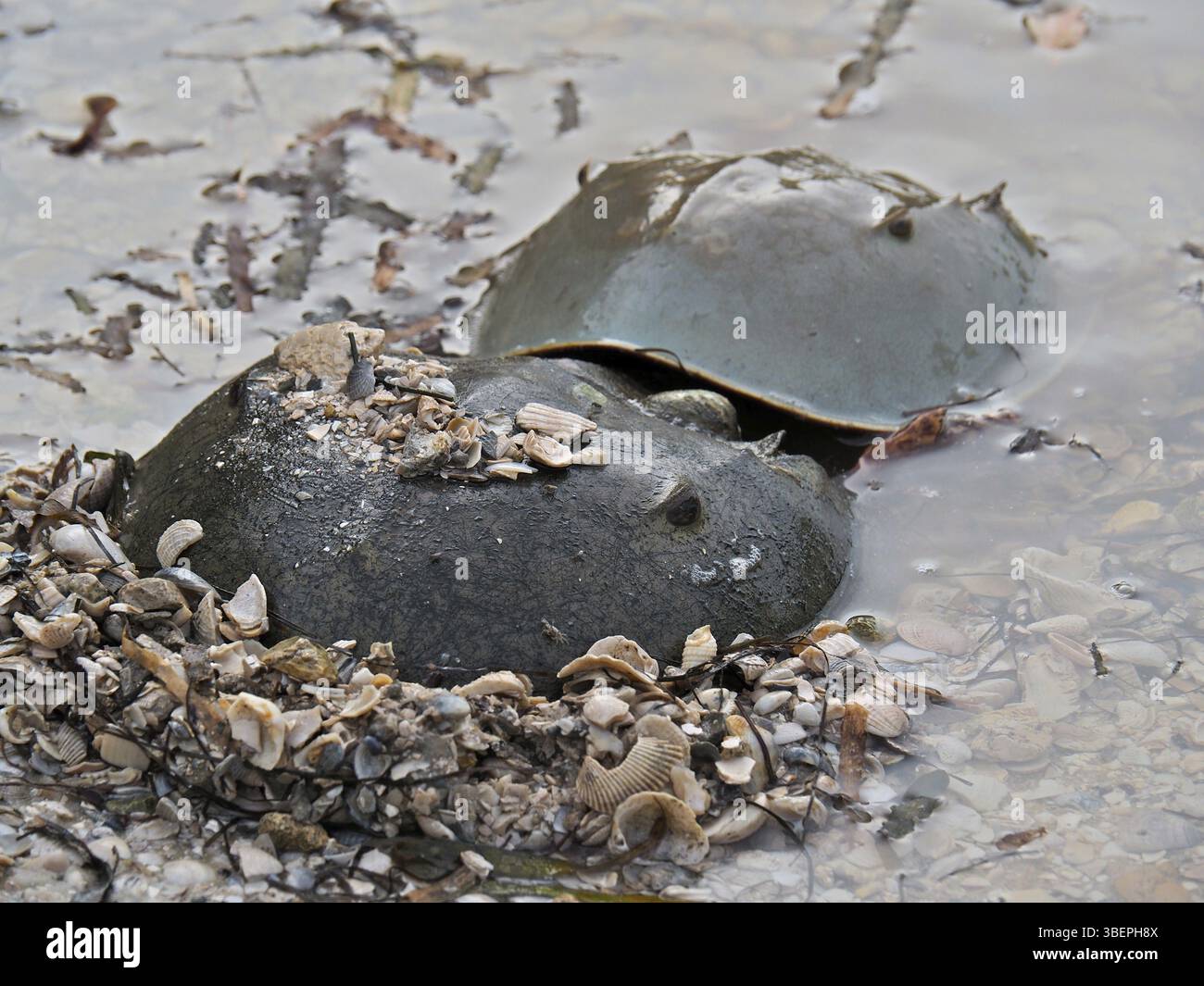 Crabe fer à cheval de l’Atlantique (Limulus polyphemus) Banque D'Images