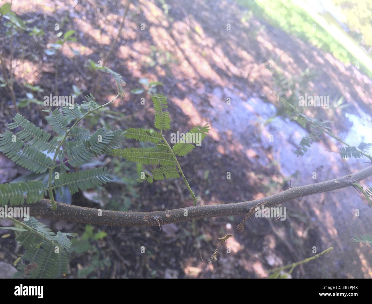 Acacia macracantha (Acacia macracantha) Banque D'Images