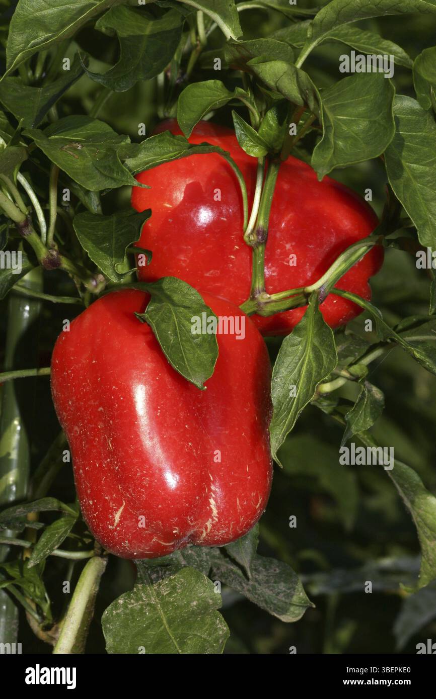 Paprika (Capsicum) Banque D'Images