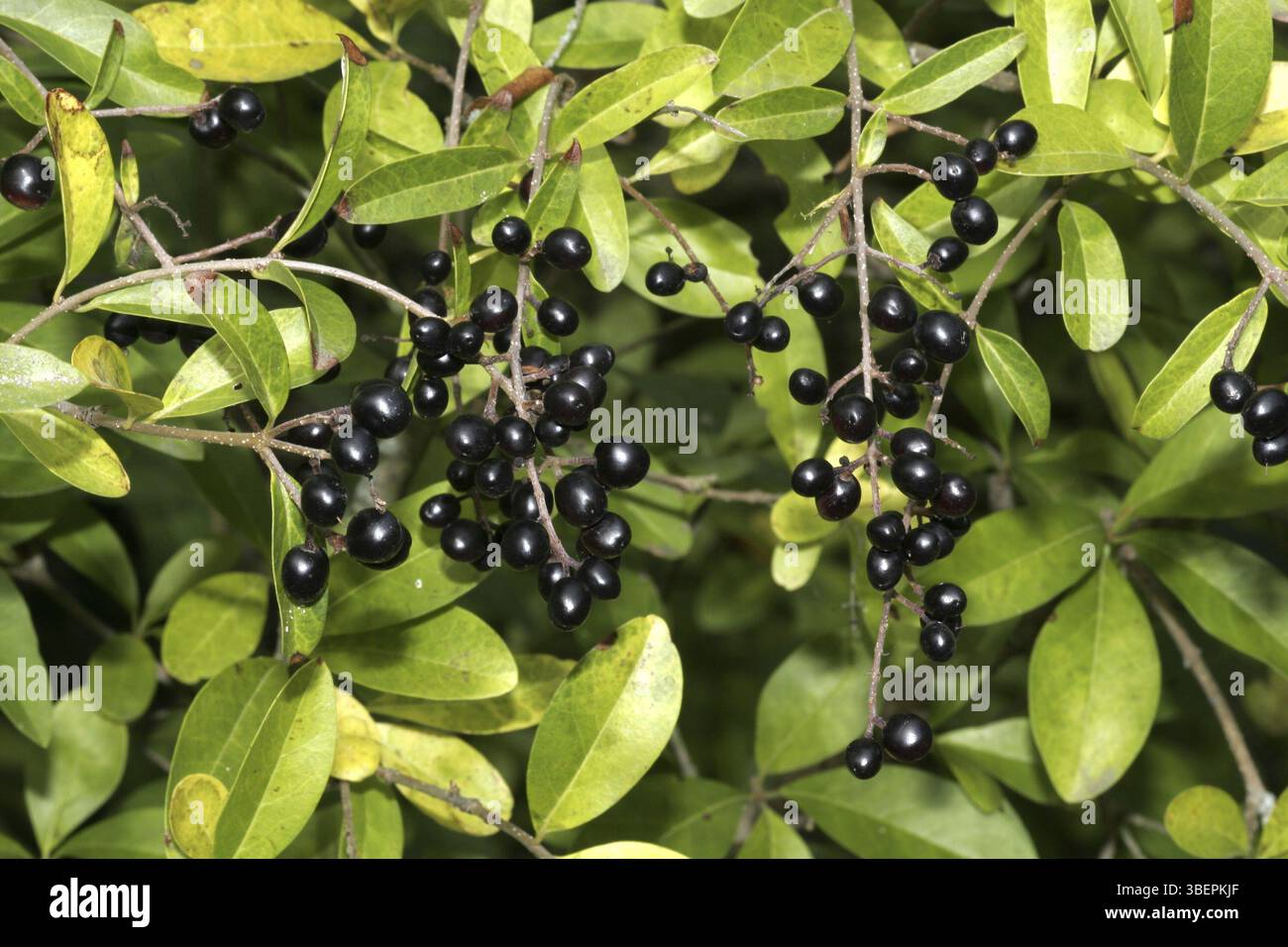 Troène commun (Ligustrum vulgare) Banque D'Images