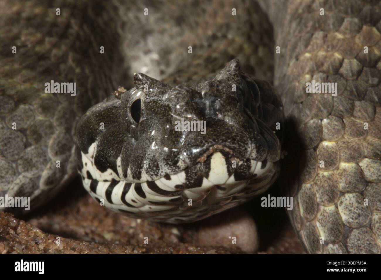 Additionneur de mort (Acanthophis antarcticus) Banque D'Images