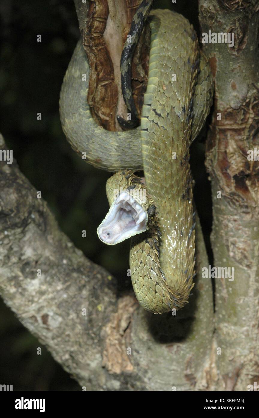 Vipère de Bush (Atheris hispida) Banque D'Images