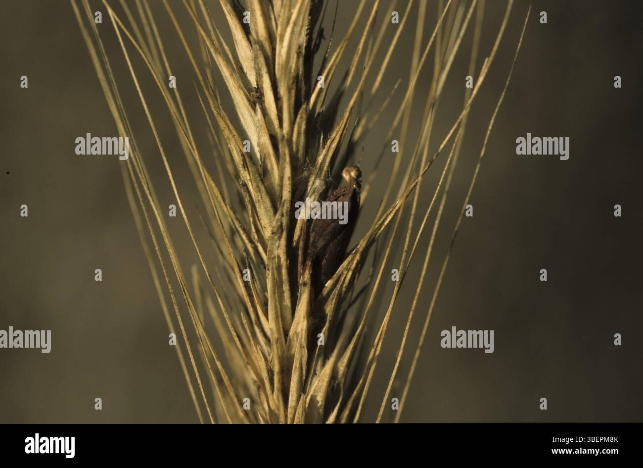L'ergot (Claviceps purpurea) Banque D'Images L'ergot (Claviceps purpurea) Banque D'Images