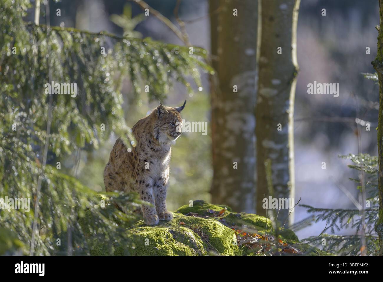 Le lynx eurasien (Lynx lynx) Banque D'Images