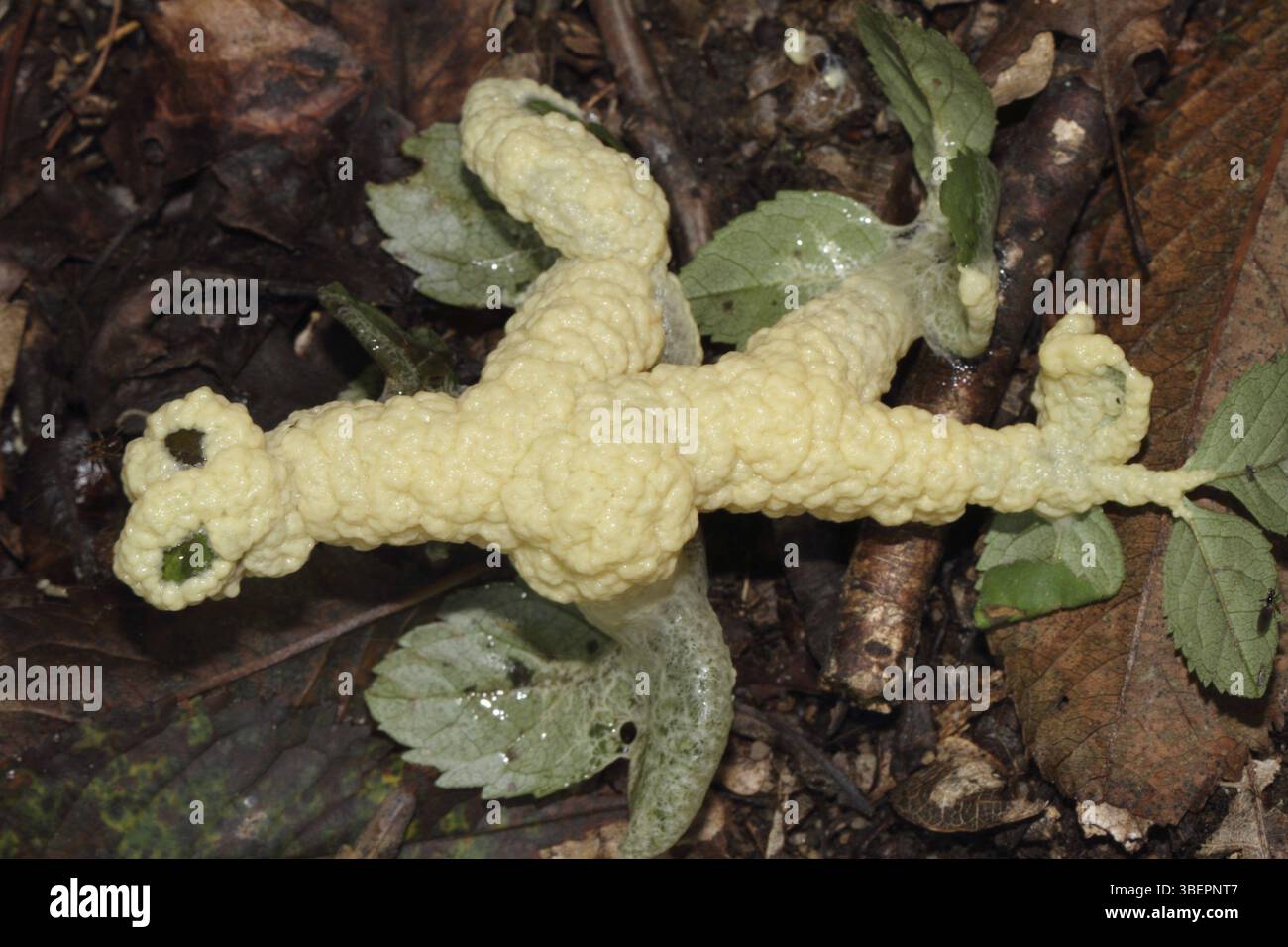 Vomi de chien (Fuligo septica myxomycètes) Banque D'Images