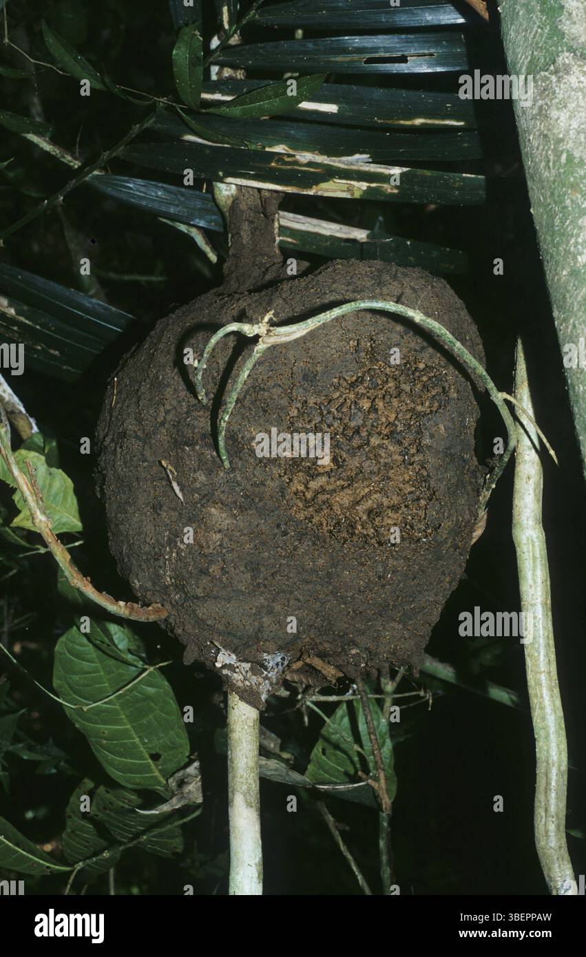 Nid de termites (Isoptera) Banque D'Images
