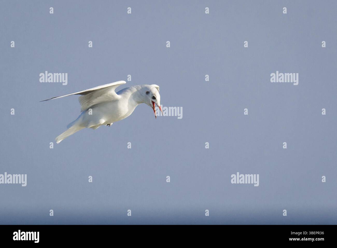 Goéland à tête noire (Chroicocephalus ridibundus, syn. Larus ridibundus) Banque D'Images