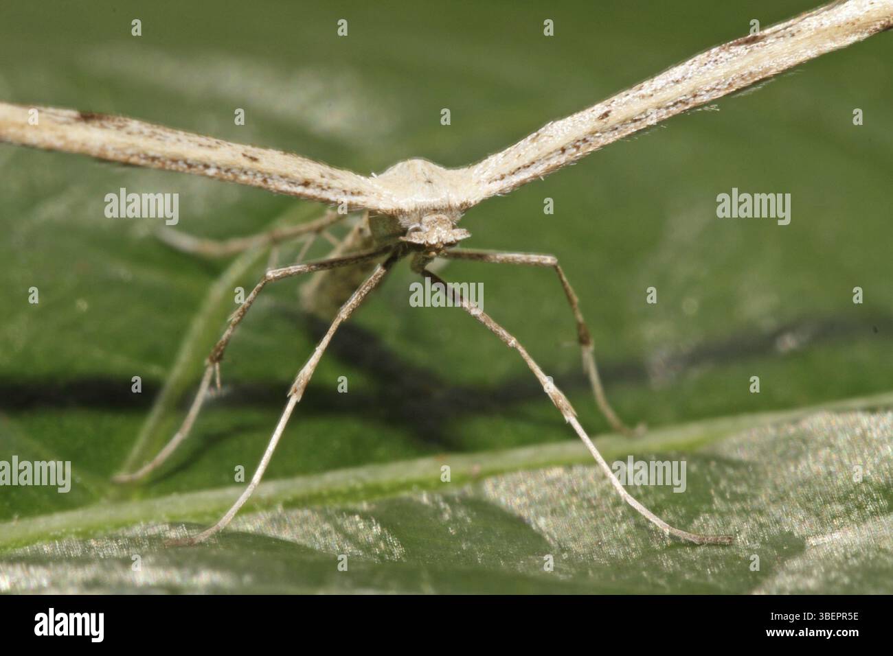 Teigne des plumes Emmelina monodactyla (Emmelina monodactyla) Banque D'Images