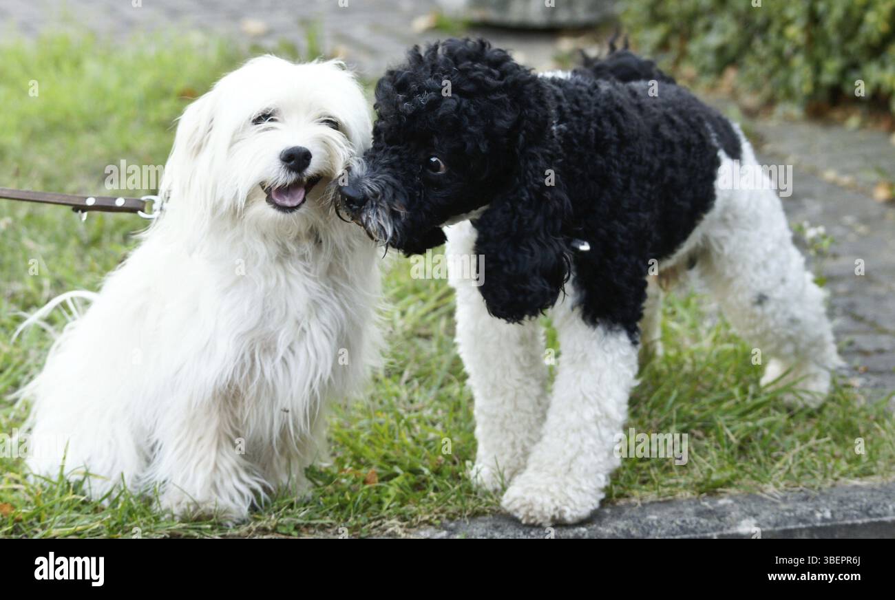 Caniche arlequin en action Banque D'Images