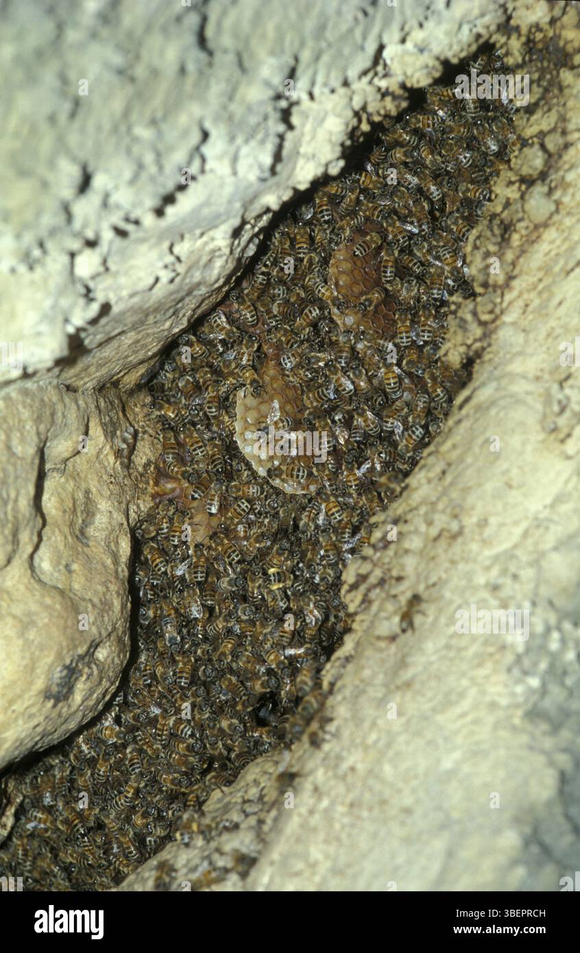 Nid d'abeilles tueuses (Apis melifera) Banque D'Images