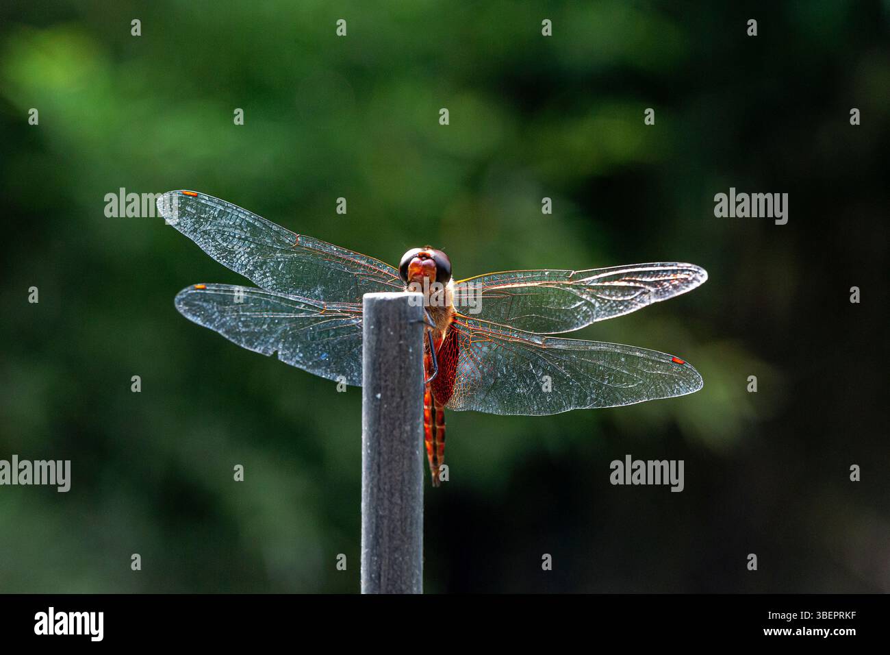 Dragonfly. Amatlán, Morelos, Mexique Banque D'Images
