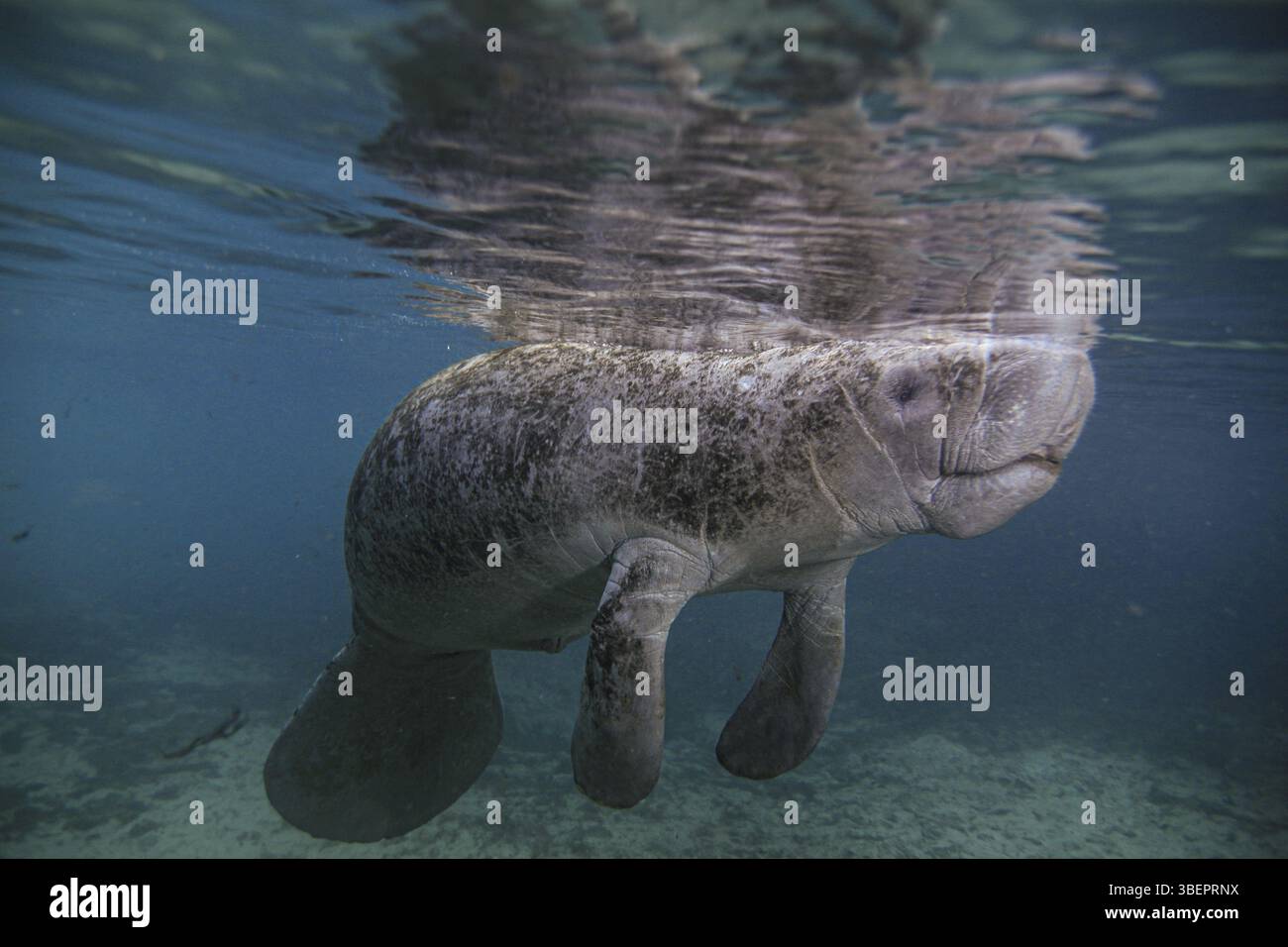 Lamantin à queue ronde (Trichechus) Banque D'Images