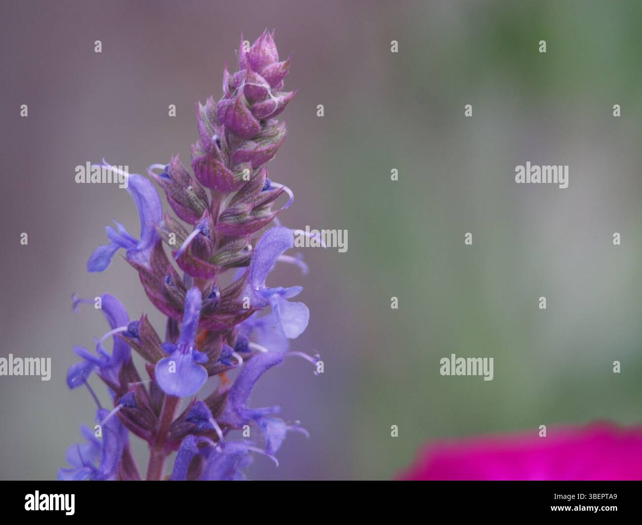 Macro-gros plan isolé de la fleur de sauge (salvia nemorosa) également connue sous le nom de sauge des bois, sauge des Balkans ou sauge sauvage par une journée ensoleillée de mai Banque D'Images