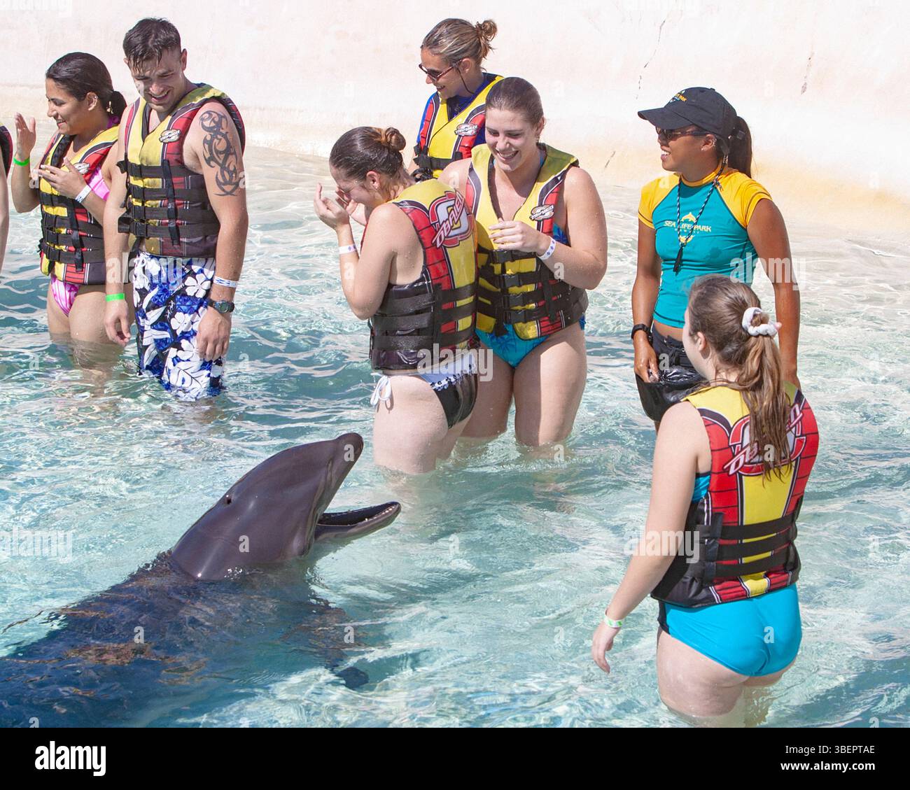Wholphin, un hybride de cétacés extrêmement rare né de l'accouplement d'une femelle dauphin à bec commun (Tursiops truncatus) avec un mâle faux tueur wha Banque D'Images