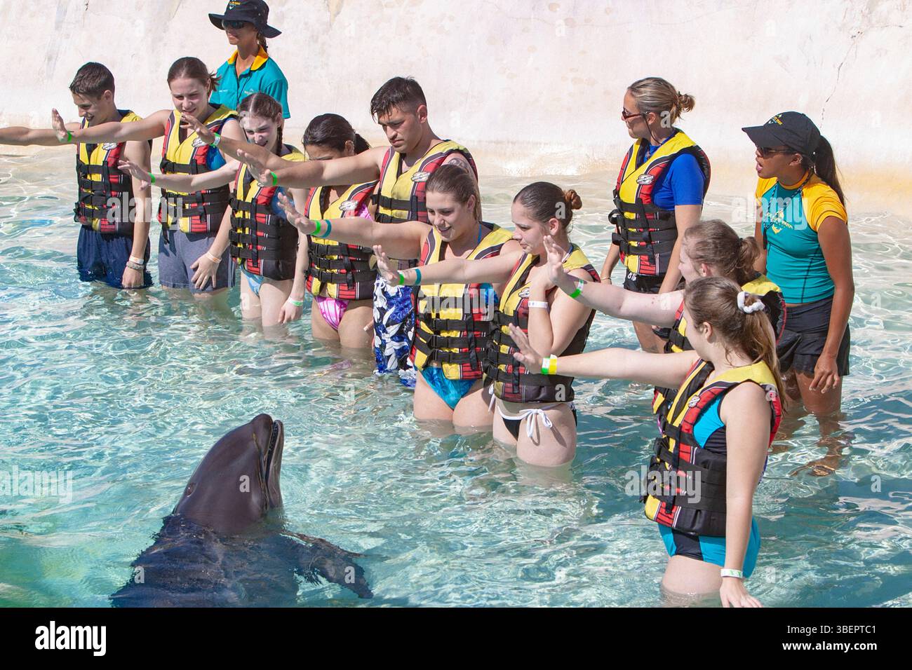 Wholphin, un hybride de cétacés extrêmement rare né de l'accouplement d'une femelle dauphin à bec commun (Tursiops truncatus) avec un mâle faux tueur wha Banque D'Images