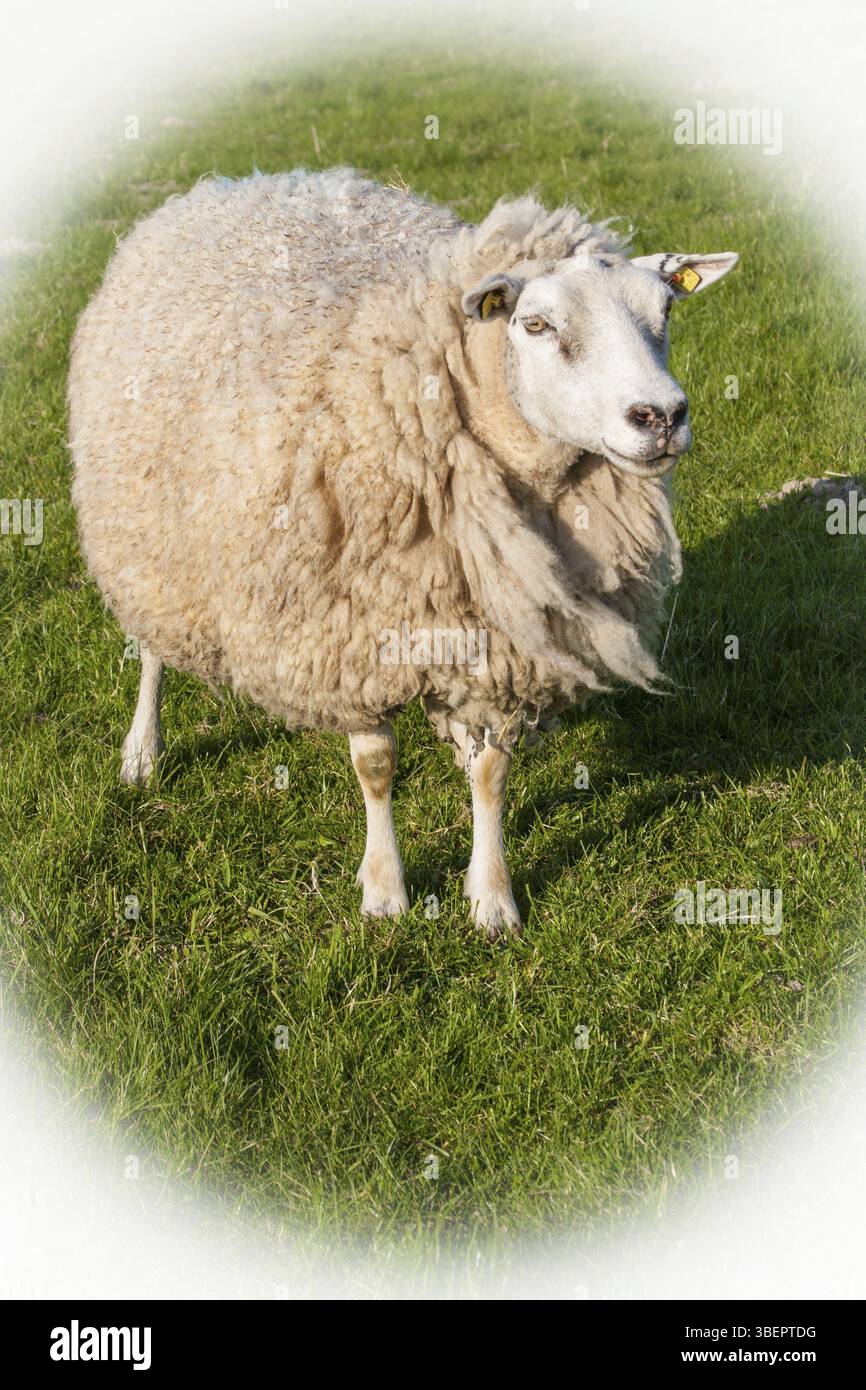 DEICHSCHAF Banque D'Images