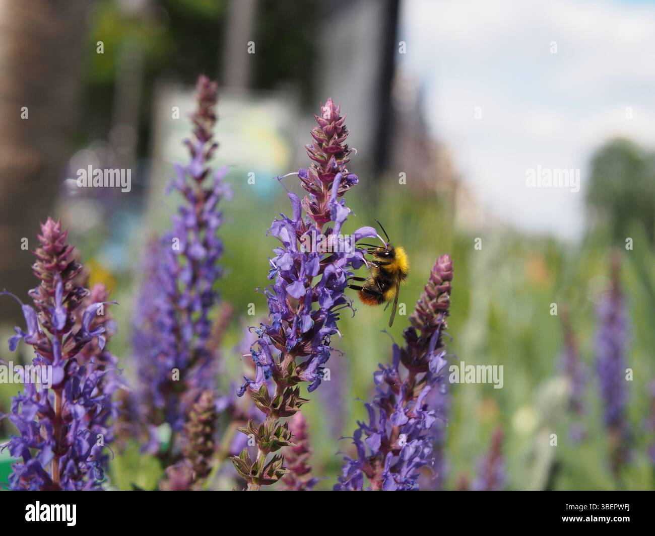 Vue latérale isolée gros plan d'un bourdon primitif mâle (bombus pratorum) ou d'un bourdon à nidification précoce recueillant du pollen d'une sauge bleue (salvia nemorosa Banque D'Images