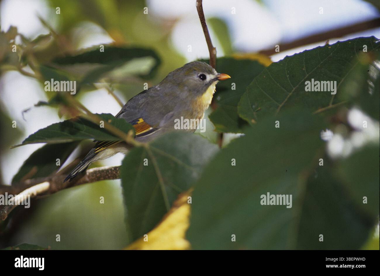 Sunbird, Nightingale chinois (Leiothrix lutea) Banque D'Images