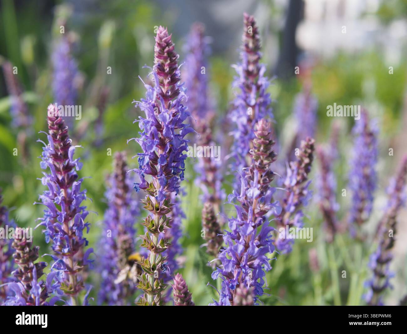 Sauge bleue (salvia nemorosa) également connue sous le nom de sauge des bois, sauge des Balkans ou sauge sauvage par une journée ensoleillée de mai à Bonn, Allemagne. Banque D'Images