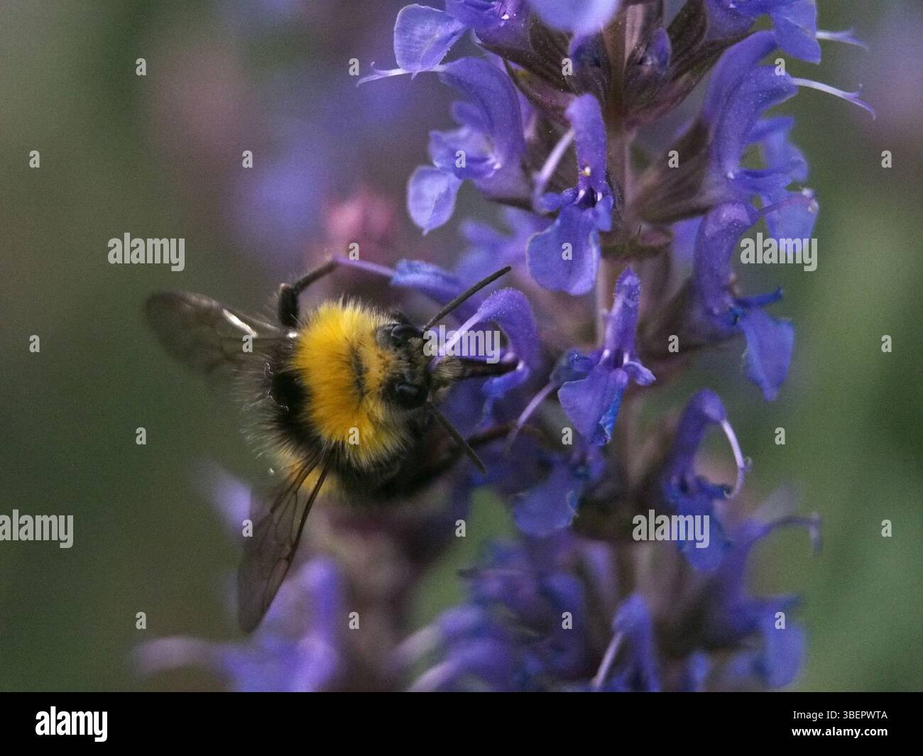 Gros plan frontal isolé d’un bourdon primitif mâle (bombus pratorum) ou d’un bourdon à nidification précoce recueillant du pollen d’une sauge bleue (salvia nemorosa) Banque D'Images