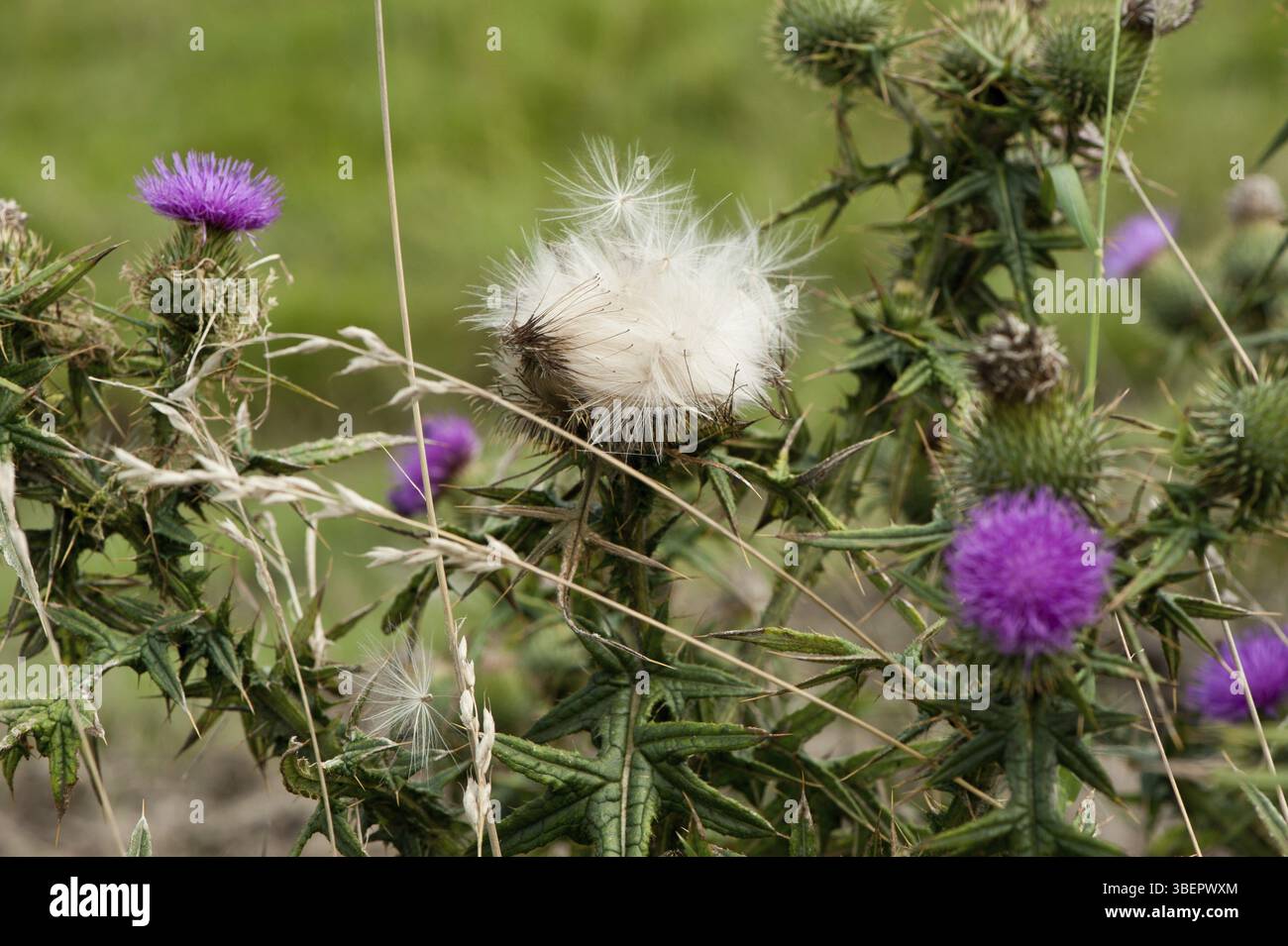 Chardon laineux (Cirsium eriophorum) Banque D'Images