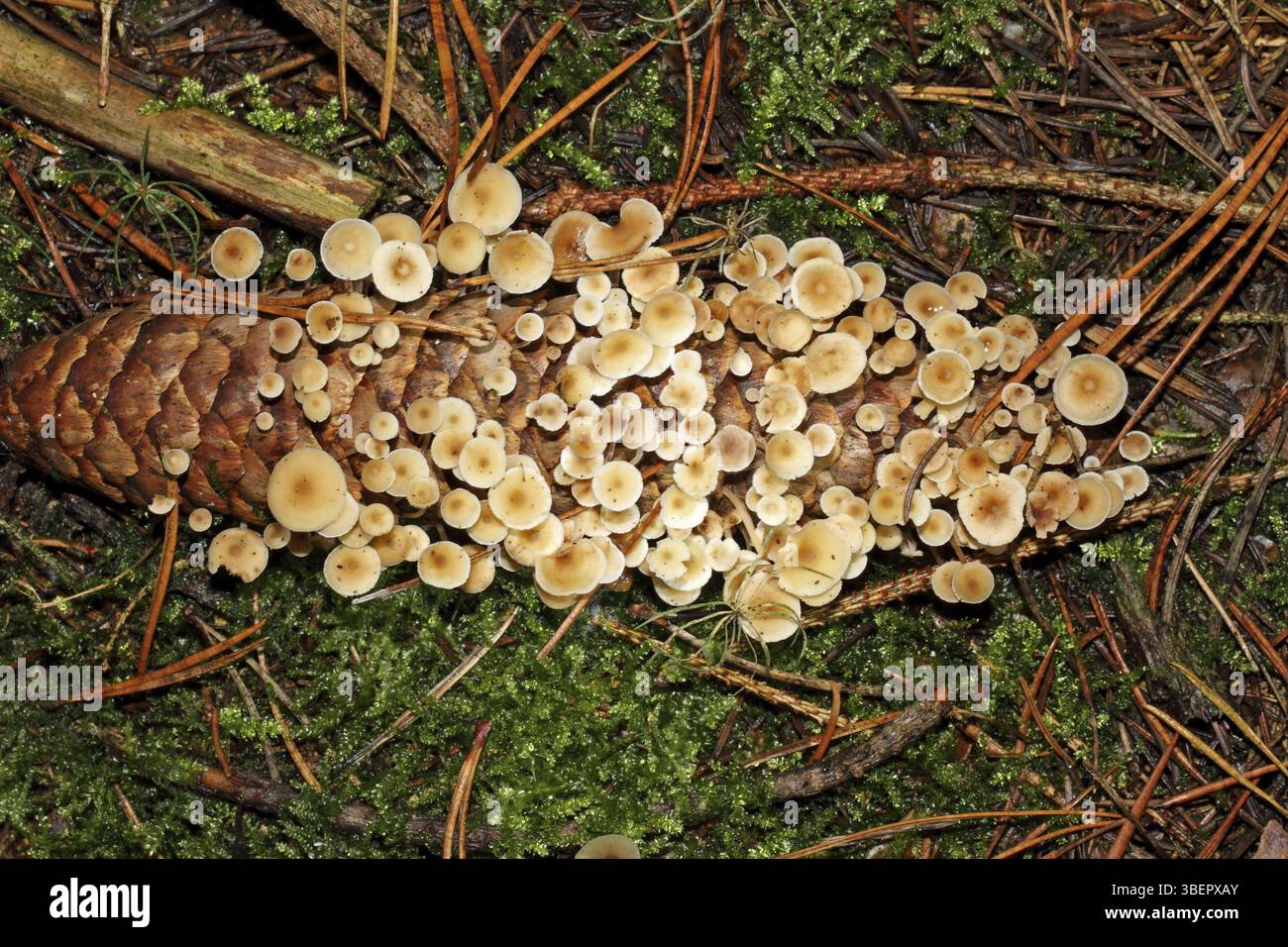 Queue de souris (Baeospora myosura) Banque D'Images