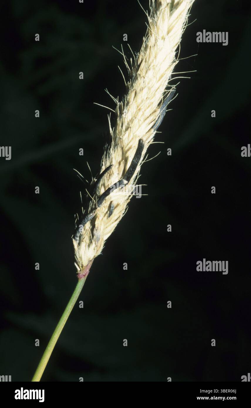 Ergot de seigle (Claviceps purpurea sur Alopecurus pratensis) Banque D'Images Ergot de seigle (Claviceps purpurea sur Alopecurus pratensis) Banque D'Images