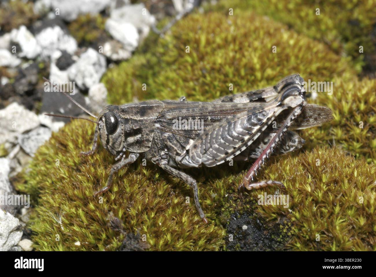 Calliptamus italicus (Calliptamus italicus) Banque D'Images