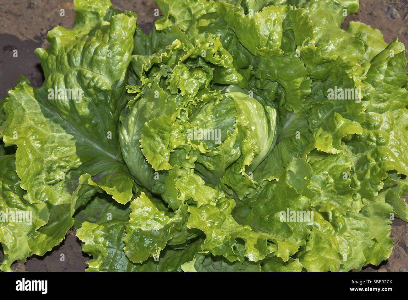 Laitue (Lactuca sativa) Banque D'Images