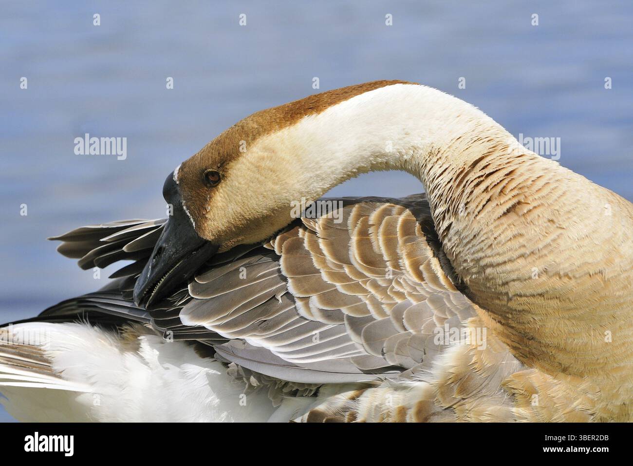 Swan goose (Anser cygnoides) Banque D'Images