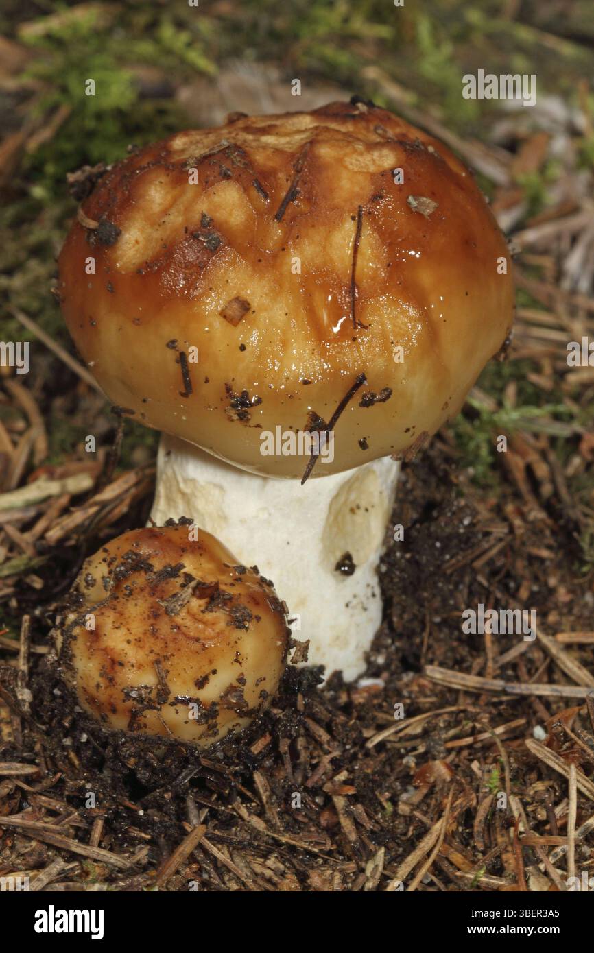 Poussette russula (Russula foetens) Banque D'Images