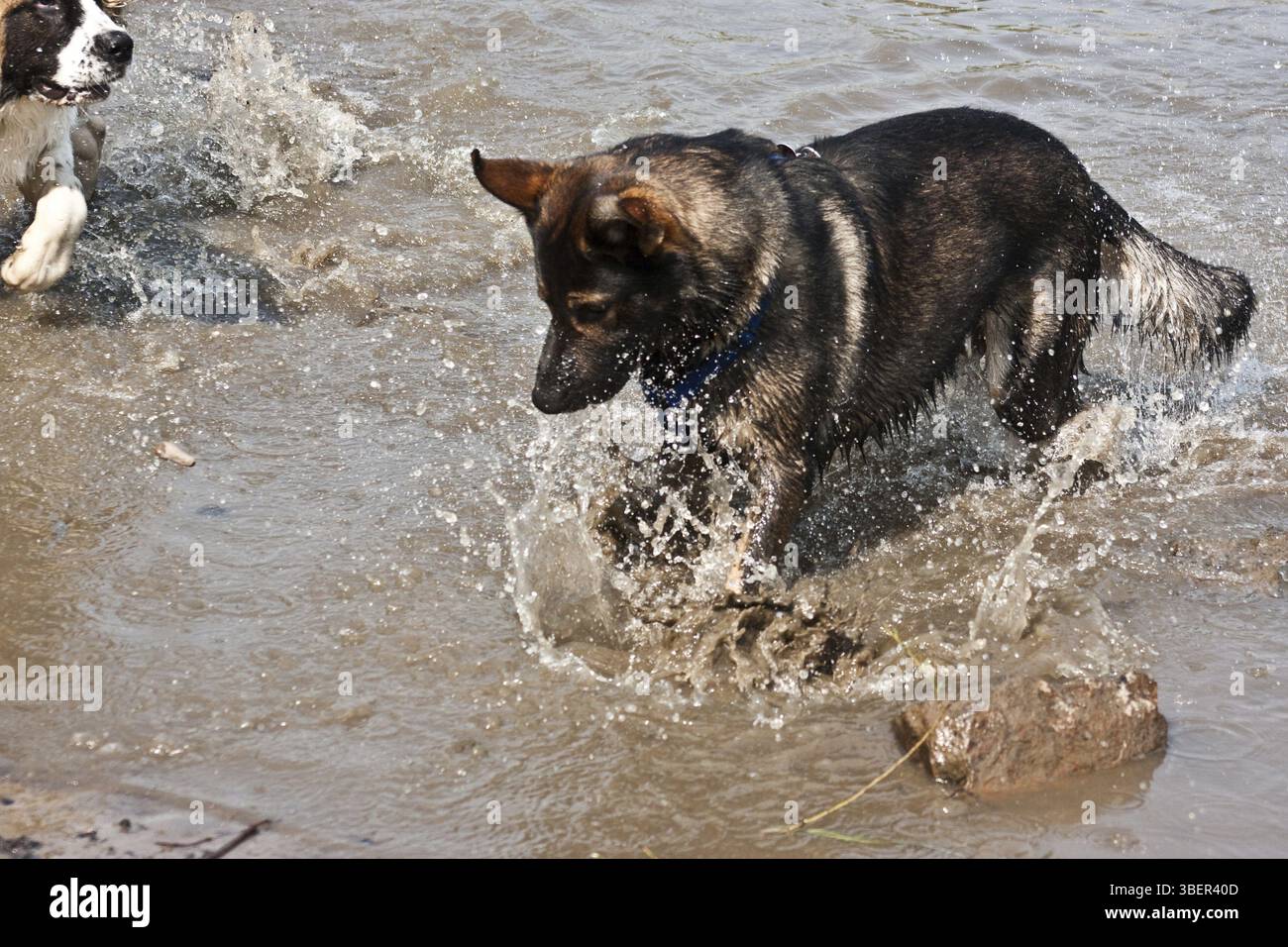 Nous jouons Banque D'Images
