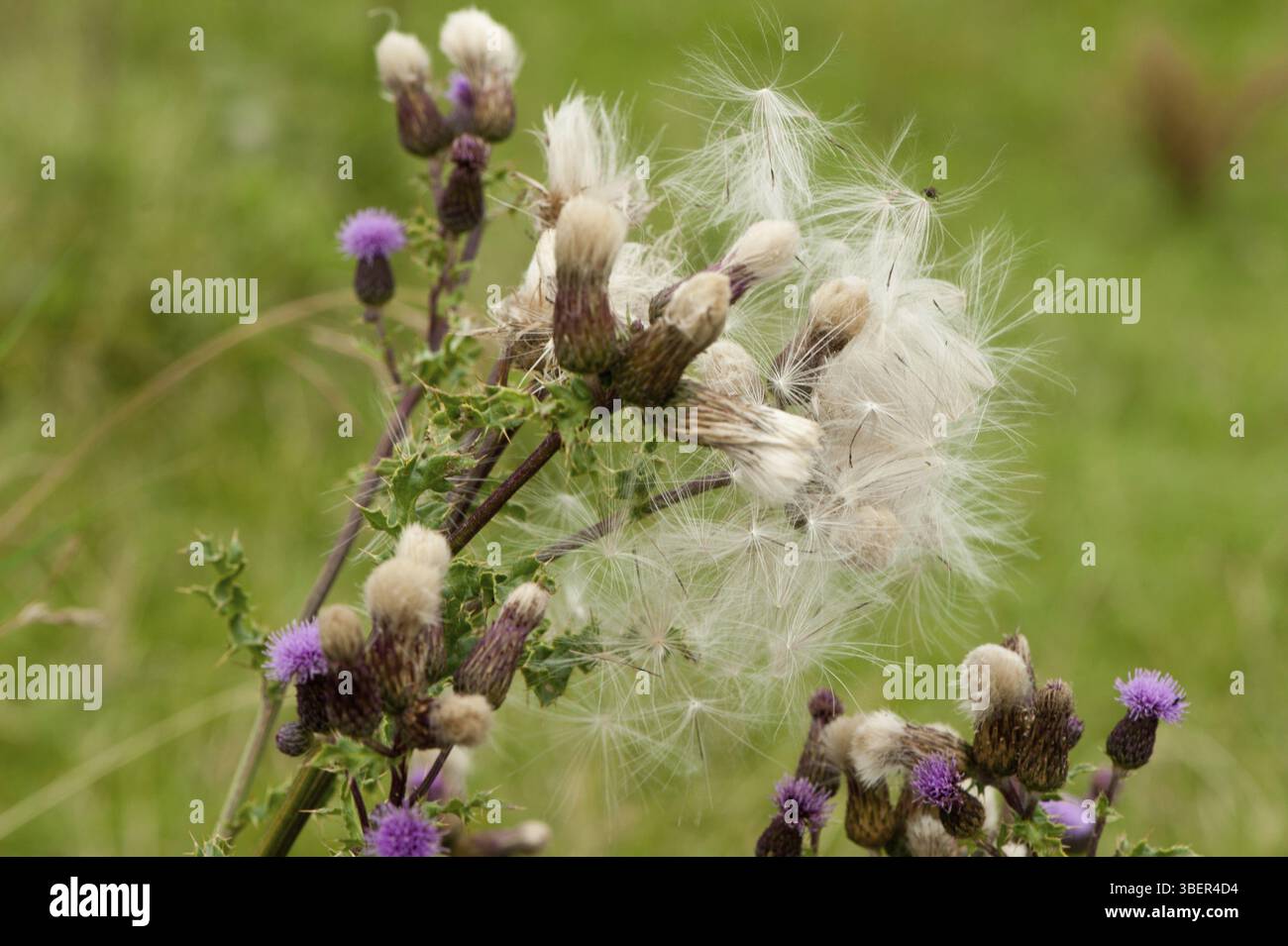 Chardon du Canada (Cirsium arvense) Banque D'Images