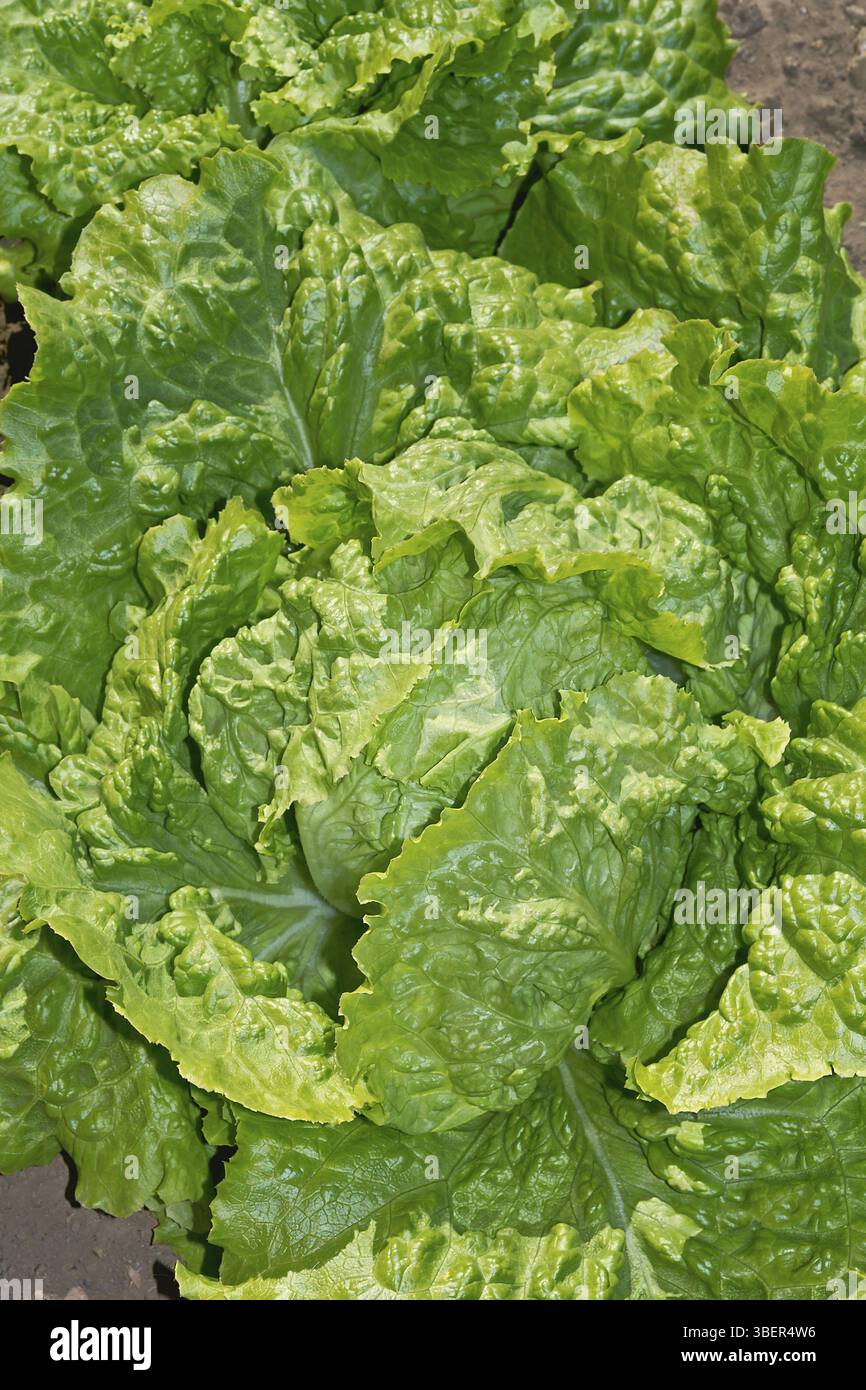 Laitue (Lactuca sativa) Banque D'Images