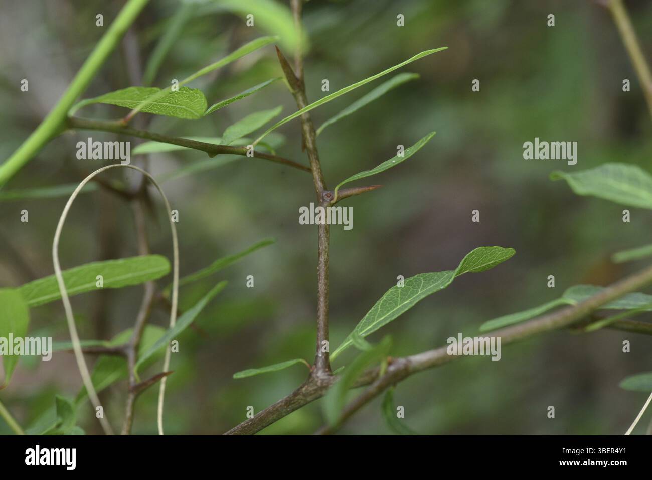 Sideroxylon reclinatum (Sideroxylon reclinatum) Banque D'Images