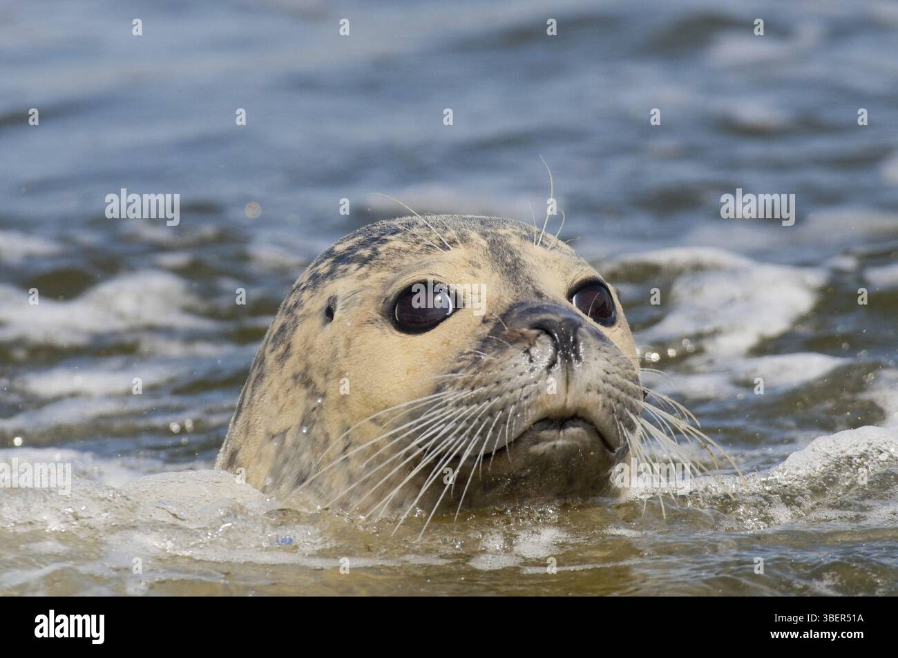 Phoque commun (Phoca vitulina) Banque D'Images
